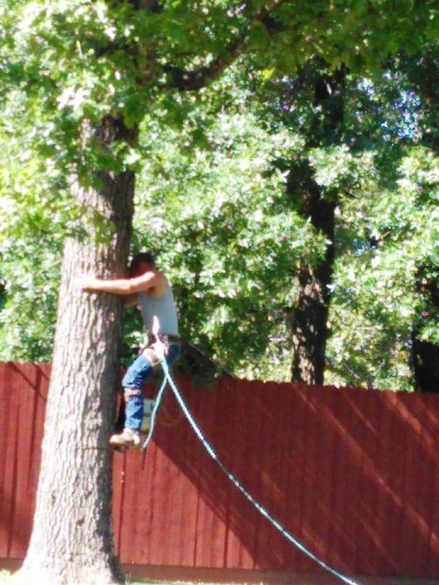Tree removal and cleanup by J & S Tree Service near Springfield, MO